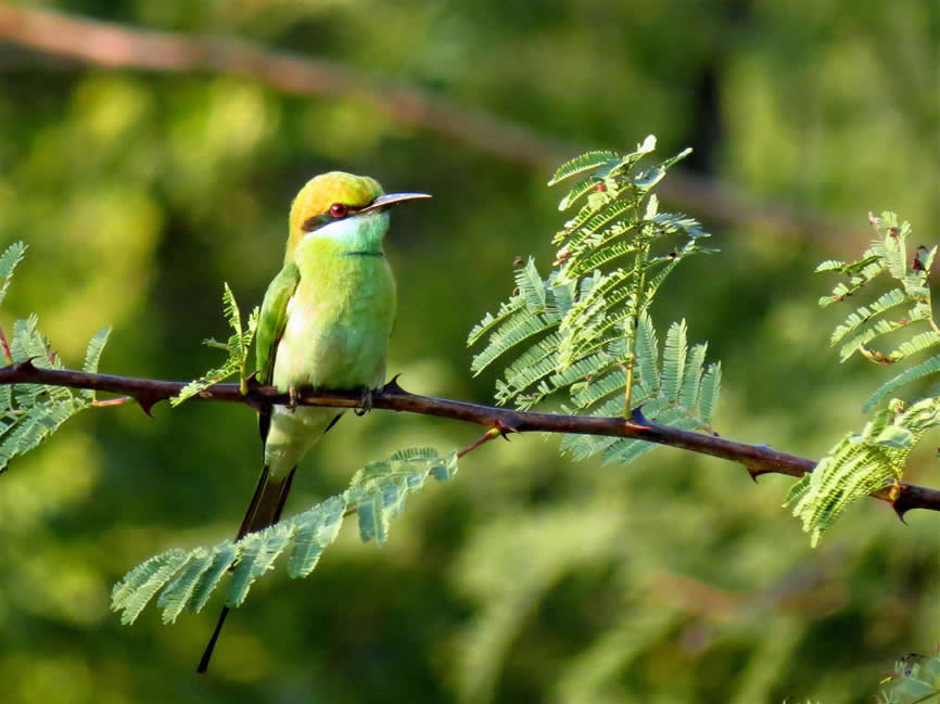 bee eater